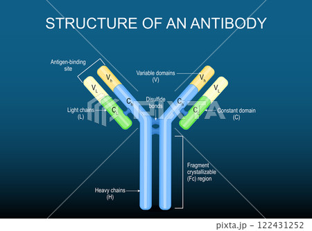 Antibody molecule Structure Antibody molecule Structure 122431252