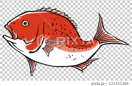 Sea bream, red sea bream, red sea bream, sea bream illustration material 122431264