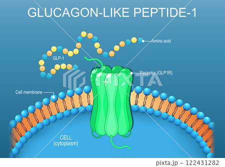 Glucagon-like peptide-1 receptor 122431282