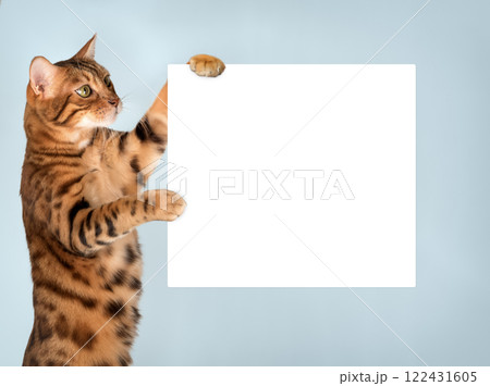 Bengal cat holds white blank poster in paws. 122431605