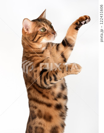 Bengal cat with paws up. Side view. 122431606