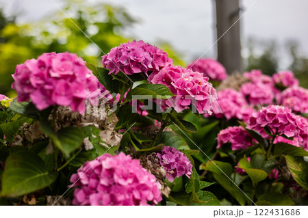 Vibrant pink hydrangea flowers in full bloom with lush green leaves. The soft-focus background features blurred greenery, creating a natural and serene garden atmosphere. 122431686