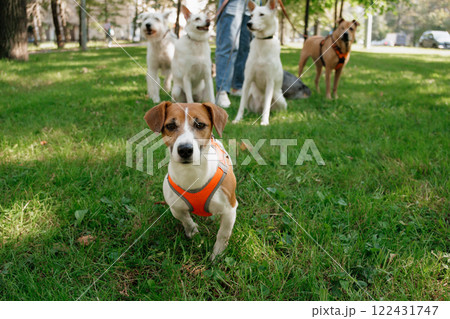 Jack Russell Terrier dog in park on walk with his owner on leash. walking and training of pets Jack Russell Terrier dog in park on walk with his owner on leash. walking and training of pets 122431747