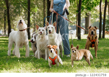 young woman Professional dog walker or pet sitter walks a pack of cute dogs of different breeds  122431759