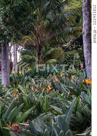 Strelizia plant and trees, Madeira, Portugal Strelizia plant and trees, Madeira, Portugal 122431812