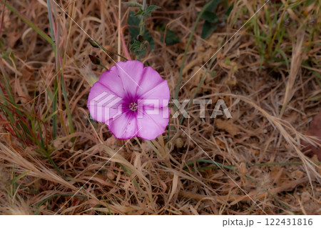 Convolvulus blossom, Madeira, Portugal Convolvulus blossom, Madeira, Portugal 122431816