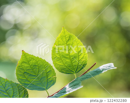 Sunlight shining through green leaves. Green leaves background 122432280