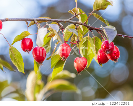 Bright red small wild apples among the yellow leaves in autumn. 122432291