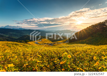 Sunset over field of Tree Marigold blooming on hill at Doi Mae U Kho, Mae Hong Son 122432547