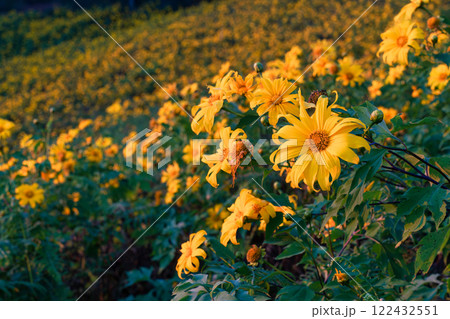 Field of yellow flower of Tree Marigold or Mexican Sunflower blooming on hill 122432551