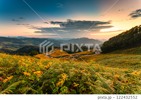 Sunset over field of Tree Marigold blooming on hill at Doi Mae U Kho, Mae Hong Son Sunset over field of Tree Marigold blooming on hill at Doi Mae U Kho, Mae Hong Son 122432552