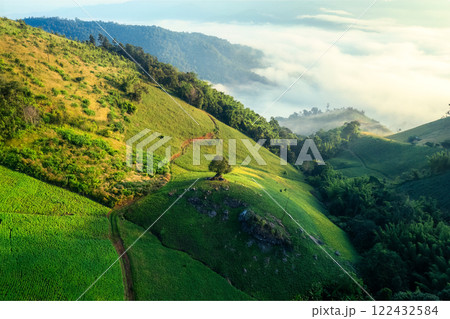 Lonely tree on rolling hill in lush valley and foggy in the morning 122432584
