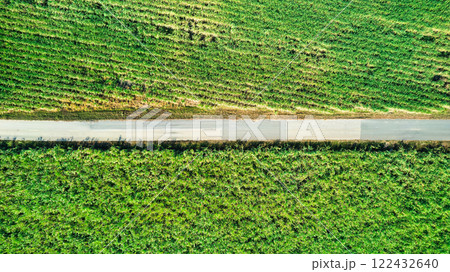 Sugarcane plantation growing with dirt pathway on agricultural land Sugarcane plantation growing with dirt pathway on agricultural land 122432640