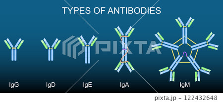 Types of antibodies. Immunoglobulin anatomy Ig, IgA, IgE, IgD, IgG, IgM. 122432648