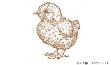 Chick. Chicken chick, sketch drawing. Vintage retro print, chicken chick sketch ink pencil style drawing, engrave old school. Sketch artwork silhouette chicken chick. Vector Illustration Chick. Chicken chick, sketch drawing. Vintage retro print, chicken chick sketch ink pencil style drawing, engrave old school. Sketch artwork silhouette chicken chick. Vector Illustration 122433271