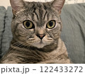 Portrait of a beautiful domestic cat. Scottish Straight with tiger stripes 122433272