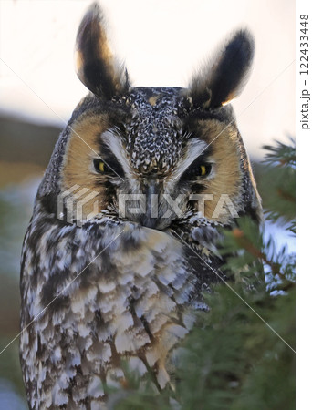 Long-eared owl portrait surrounded by green background, Quebec, Canada 122433448