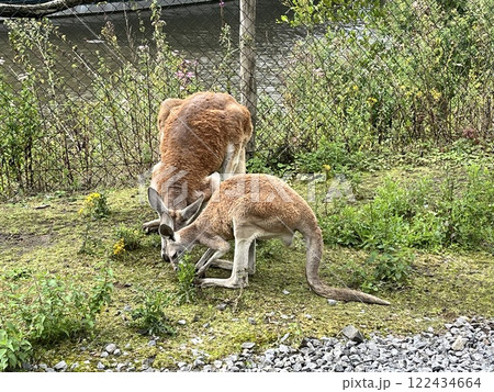 水を飲むカンガルー 122434664