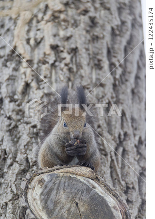 木の上のエゾリス 122435174