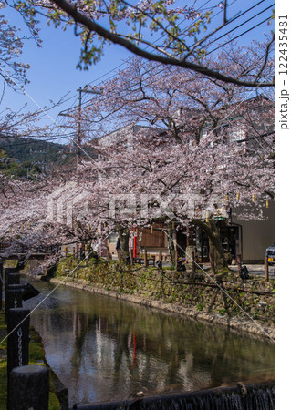 城崎温泉の桜～さくら橋近辺～(兵庫県-城崎温泉) 122435481