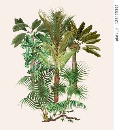 Different palm trees isolated. Tropical vector. 122435597