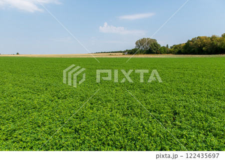 The peanut (Arachis hypogaea), also known as the groundnut, goober, goober pea, pindar or monkey nut, is a legume crop grown mainly for its edible seeds. 122435697