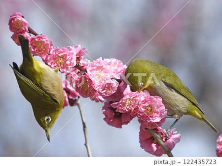 満開の紅梅にメジロさん ( 春うららイメージ )( 春麗らかイメージ )( 大騒ぎイメージ ) 満開の紅梅にメジロさん ( 春うららイメージ )( 春麗らかイメージ )( 大騒ぎイメージ ) 122435723