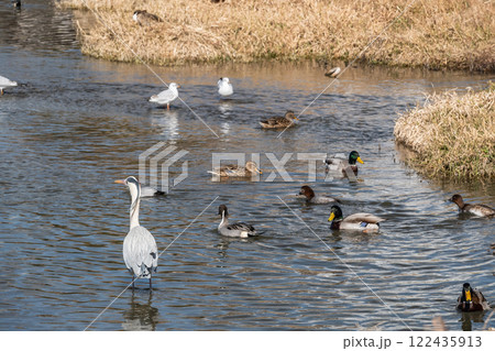 鴨川に集まる野鳥 アオサギ マガモ ユリカモメ 京都市 鴨川に集まる野鳥 アオサギ マガモ ユリカモメ 京都市 122435913