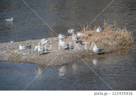 ユリカモメの群れ　京都市鴨川 122435916