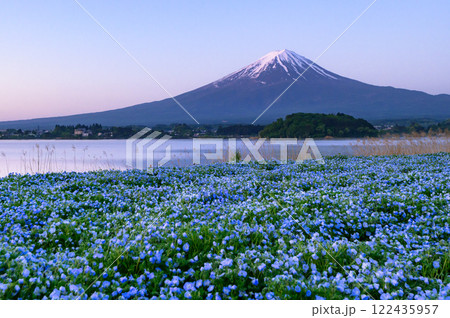 （山梨県）河口湖・大石公園のネモフィラと富士山の絶景 122435957