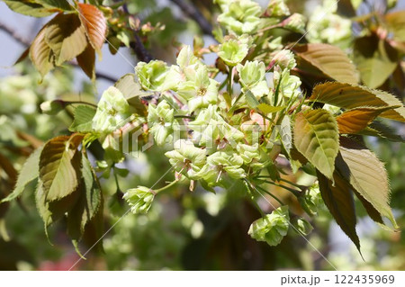 薄緑色の珍しい色をした桜の花 薄緑色の珍しい色をした桜の花 122435969