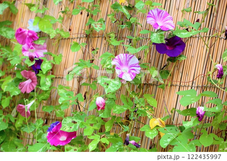 可愛い　アサガオの花 122435997