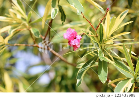 キョウチクトウの花 122435999