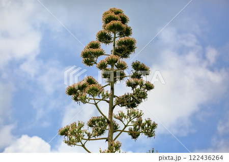 アオノリュウゼツランの花 アオノリュウゼツランの花 122436264