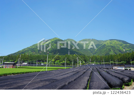 かぶせ茶(冠茶)畑【伊勢茶・すいざわ茶・三重県四日市市水沢町】 かぶせ茶(冠茶)畑【伊勢茶・すいざわ茶・三重県四日市市水沢町】 122436423