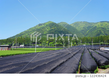 かぶせ茶(冠茶)畑【伊勢茶・すいざわ茶・三重県四日市市水沢町】 122436424