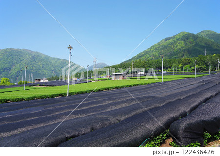 かぶせ茶(冠茶)畑【伊勢茶・すいざわ茶・三重県四日市市水沢町】 122436426