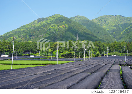 かぶせ茶(冠茶)畑【伊勢茶・すいざわ茶・三重県四日市市水沢町】 122436427