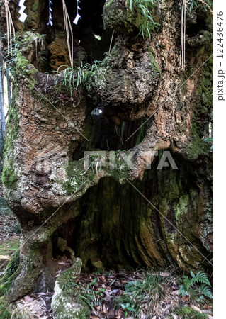 巨木で有名な生延山塙不動尊にあるネブノキの根元造形 122436476