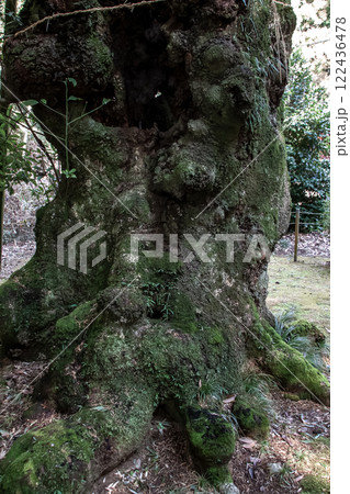 巨木で有名な生延山塙不動尊にあるネブノキの根元造形 巨木で有名な生延山塙不動尊にあるネブノキの根元造形 122436478