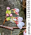 春を告げる桜 122436506