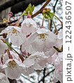 春を告げる桜 122436507