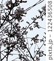 春を告げる桜 122436508