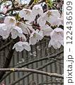 春を告げる桜 122436509