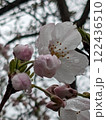 春を告げる桜 122436510