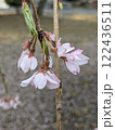 春を告げる桜 122436511