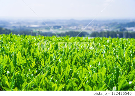 《伊勢茶畑・新茶畑・すいざわ茶》三重県・水沢町 122436540