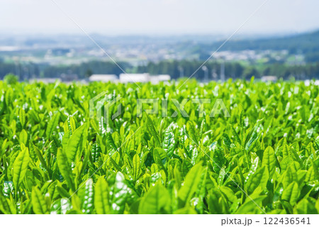 《伊勢茶畑・新茶畑・すいざわ茶》三重県・水沢町 122436541