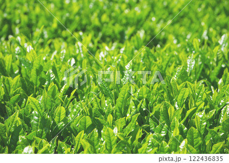 新茶畑・伊勢茶・すいざわ茶《三重県四日市市水沢町》 新茶畑・伊勢茶・すいざわ茶《三重県四日市市水沢町》 122436835