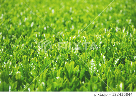 新茶畑・伊勢茶・すいざわ茶《三重県四日市市水沢町》 122436844